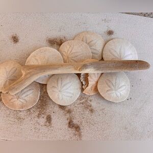 Natural Sand Dollar and Driftwood